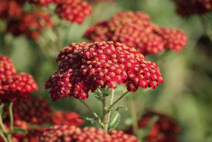  Duizendblad (Achillea Millefolium 'Red Velvet')