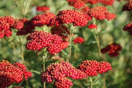  Duizendblad (Achillea Millefolium 'Red Velvet')
