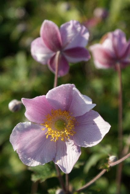  Anemoon (Anemone Tomentosa 'Robustissima') BIO