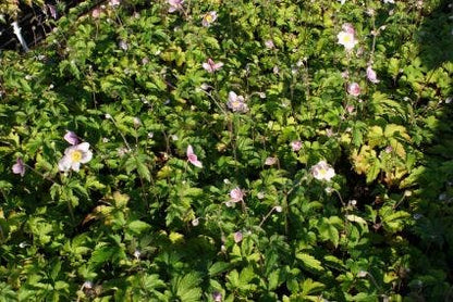  Anemoon (Anemone Tomentosa 'Robustissima')
