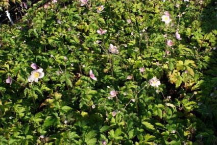  Anemoon (Anemone Tomentosa 'Robustissima')
