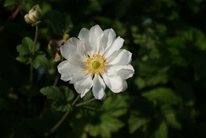  Anemoon (Anemone 'Whirlwind')