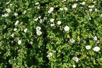 Anemoon (Anemone 'Whirlwind')