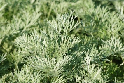  Alsem (Artemisia 'Powis Castle')