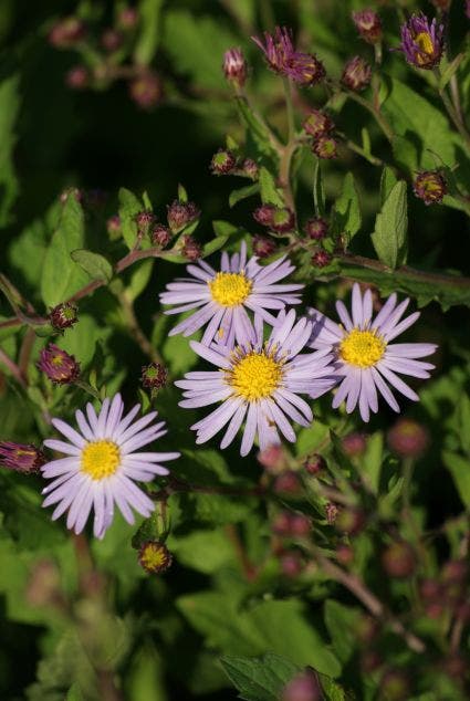  Aster (Aster Ageratoides 'Asran')