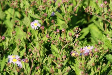  Aster (Aster Ageratoides 'Asran')