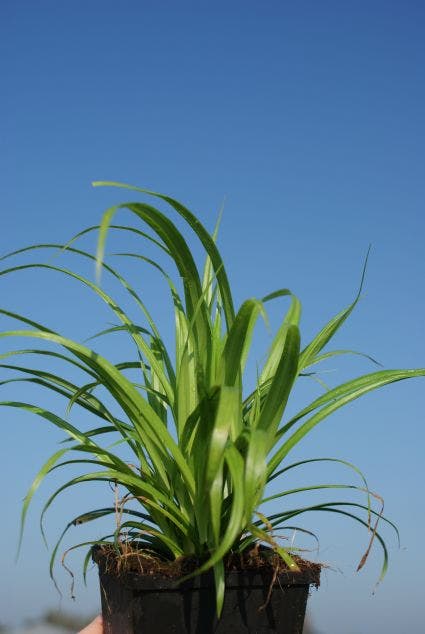  Treurzegge (Carex Pendula)