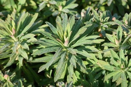 Wolfsmelk (Euphorbia Martinii)