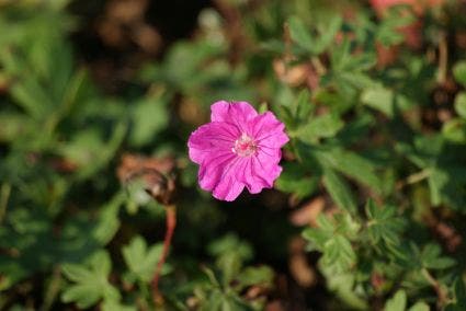  Ooievaarsbek (Geranium Sanguineum 'Ankum's Pride')