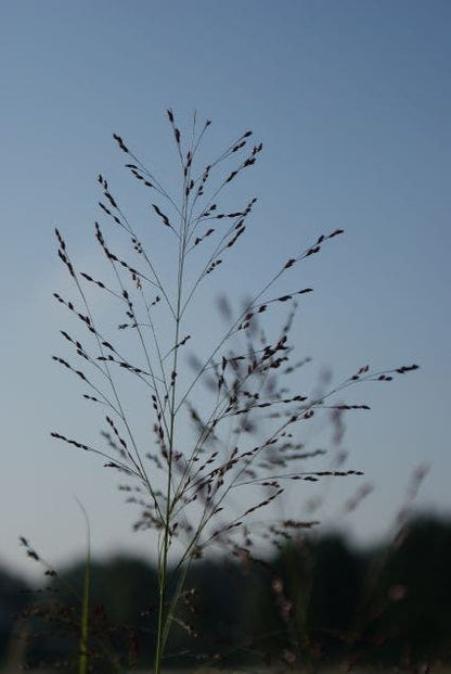  Vingergras (Panicum Virgatum 'Rehbraun')