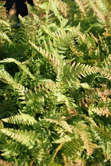  Niervaren, Naaldvaren (Polystichum Setiferum 'Dahlem')