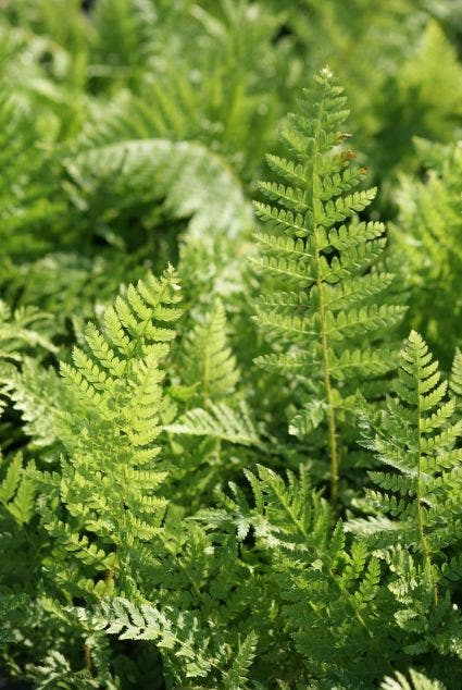  Naaldvaren (Polystichum Setiferum)