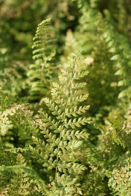  Naaldvaren (Polystichum Setiferum 'Herrenhausen') BIO