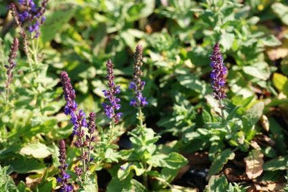  Salie (Salvia Nemorosa 'Blaukonigin')
