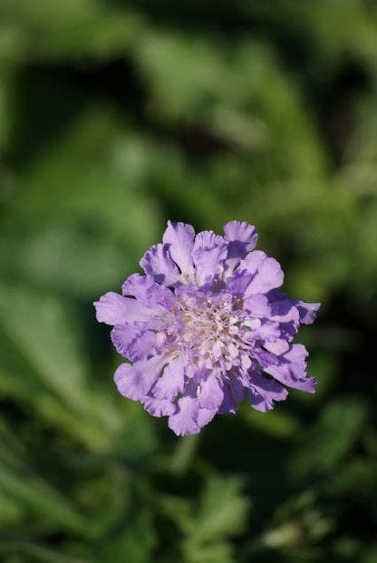  Duifkruid/schurftkruid (Scabiosa Columbaria 'Butterfly Blue')