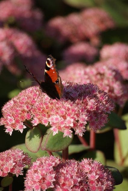  Vetkruid (Sedum 'Matrona')
