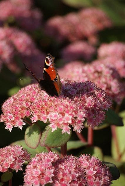  Vetkruid (Sedum 'Matrona')