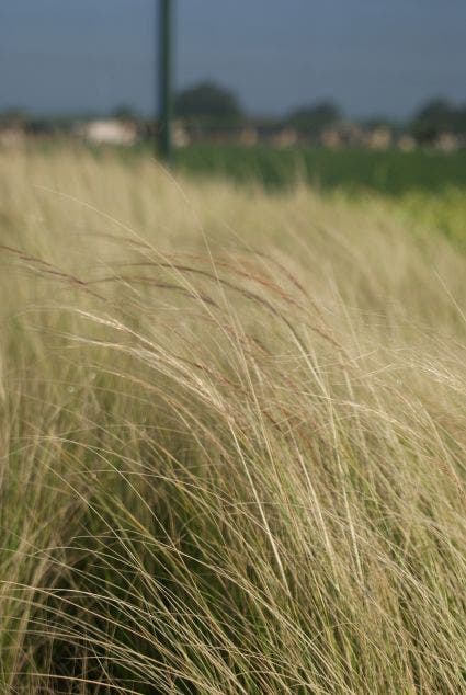  Vedergras (Stipa Tenuissima 'Ponytails')