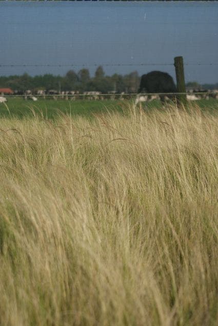 Vedergras (Stipa Tenuissima 'Ponytails')