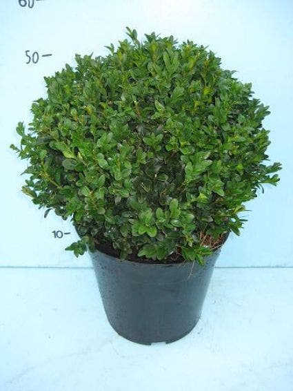  Buxusbol (Buxus Sempervirens, Bolvorm)
