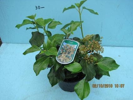  Klimop (Hedera Colchica 'Arborescens')