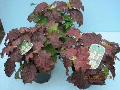  Eikenbladhortensia (Hydrangea Quercifolia 'Snow Queen')