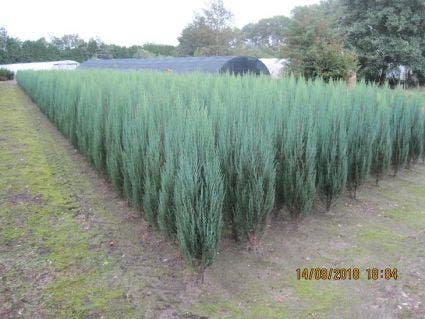  Jeneverbes (Juniperus Scopulorum 'Blue Arrow')