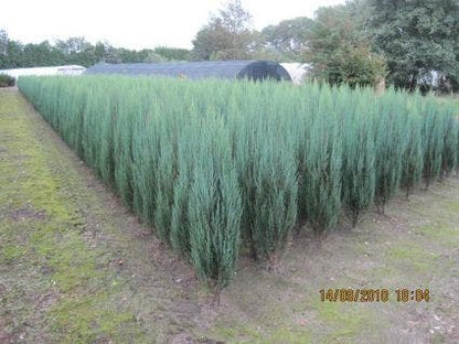  Jeneverbes (Juniperus Scopulorum 'Blue Arrow')