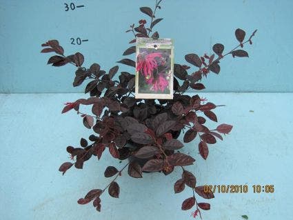  Loropetalum (Loropetalum 'Fire Dance')