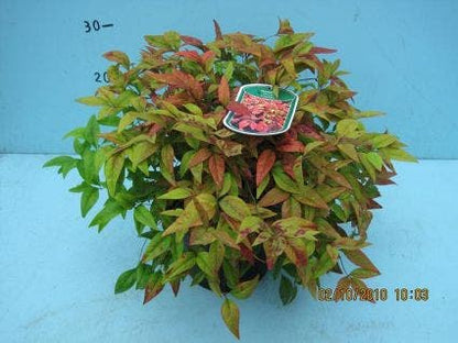 Hemelse Bamboe (Nandina Domestica 'Fire Power')