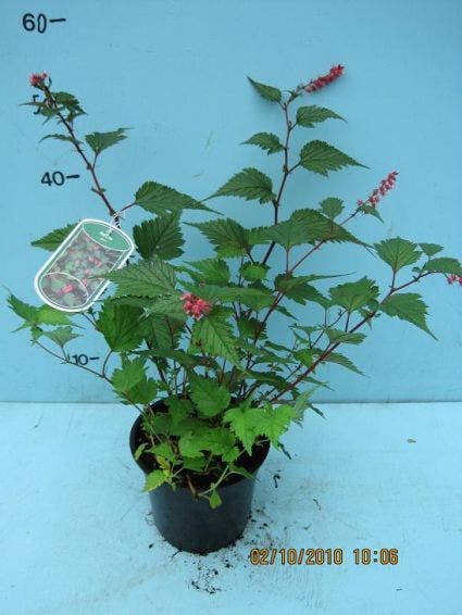  Trosspirea (Neillia Affinis)