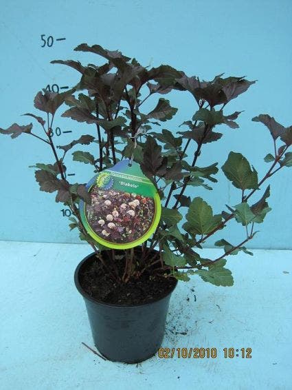  Blaasspirea (Physocarpus Opulifolius 'Diabolo')