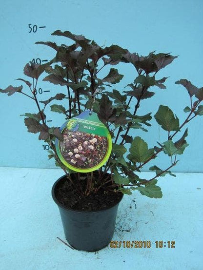  Blaasspirea (Physocarpus Opulifolius 'Diabolo')