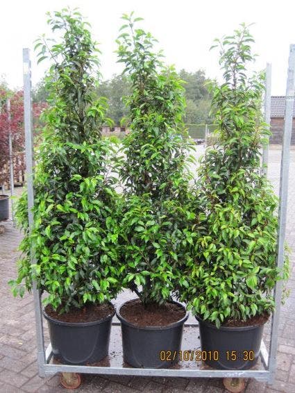  Portugese Laurier (Prunus Lusitanica 'Angustifolia')