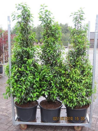  Portugese Laurier (Prunus Lusitanica 'Angustifolia')
