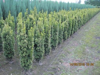  Gele Zuiltaxus (Taxus Baccata 'Fastigiata Aurea')