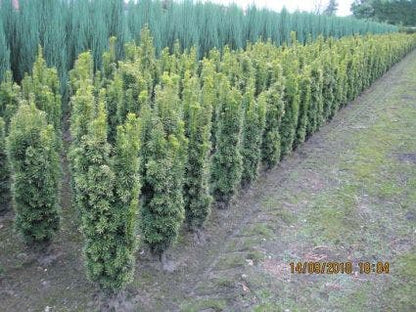  Gele Zuiltaxus (Taxus Baccata 'Fastigiata Aurea')