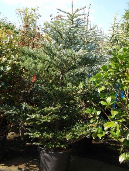  Koreaanse Zilverspar (Abies Koreana)