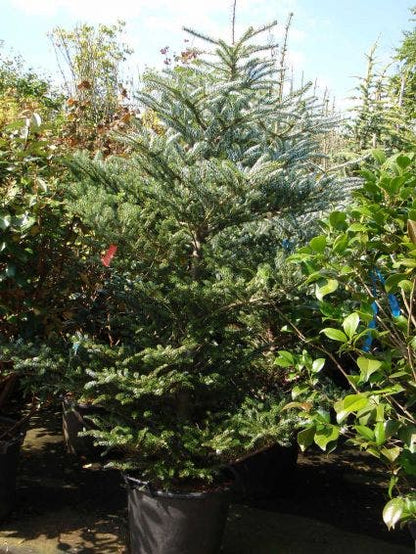  Koreaanse Zilverspar (Abies Koreana)
