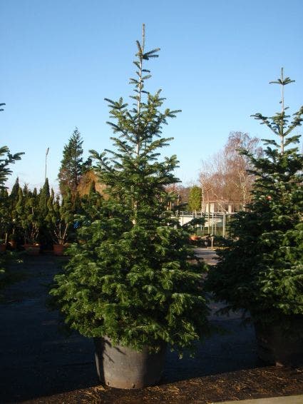  Nordmann-spar (Abies Nordmanniana)