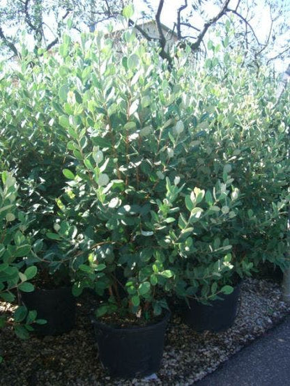  Ananasguave (Acca Sellowiana)