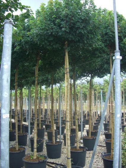  Bolesdoorn (Acer Campestre 'Nanum')