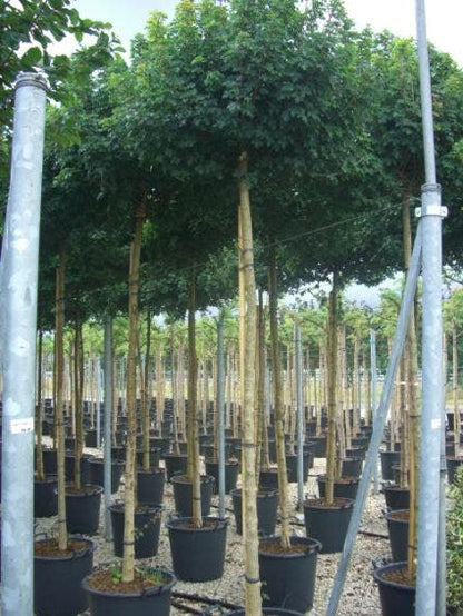  Bolesdoorn (Acer Campestre 'Nanum')
