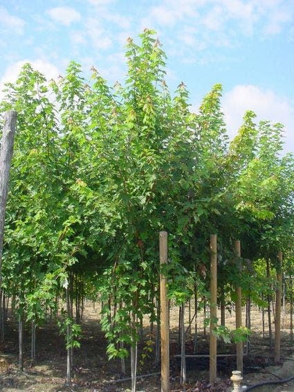  Esdoorn (Acer Freemanii 'Autumn Blaze')