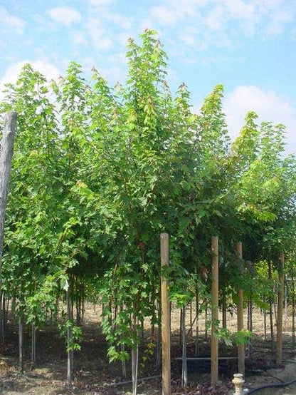  Esdoorn (Acer Freemanii 'Autumn Blaze')