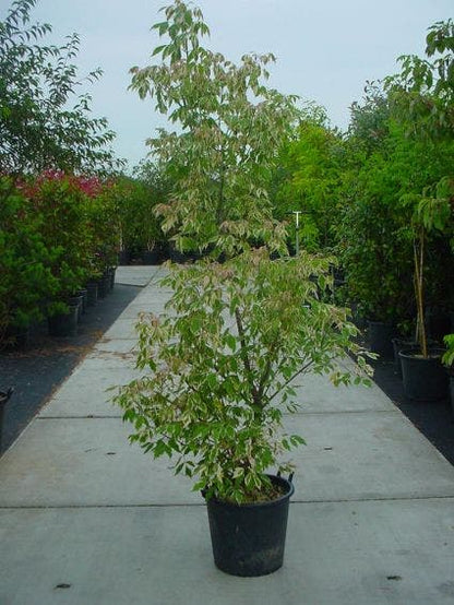  Vederesdoorn (Acer Negundo 'Flamingo')