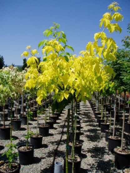  Vederesdoorn Als Boom (Acer Negundo 'Kelly's Gold')