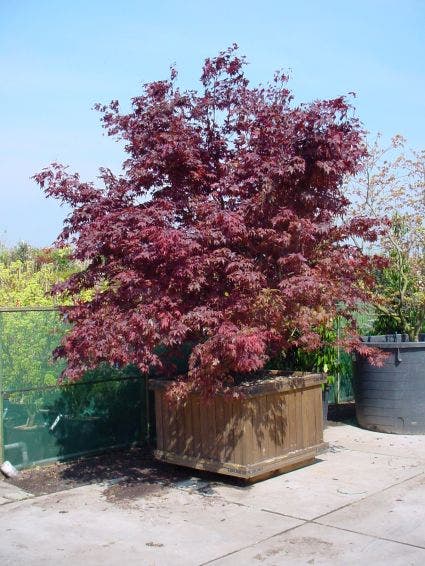  Japanse Esdoorn (Acer Palmatum 'Fireglow')