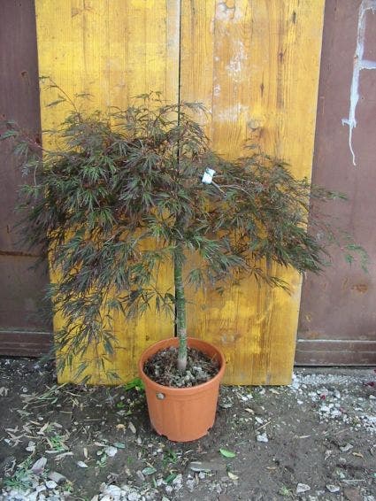  Japanse Esdoorn (Acer Palmatum 'Ornatum')