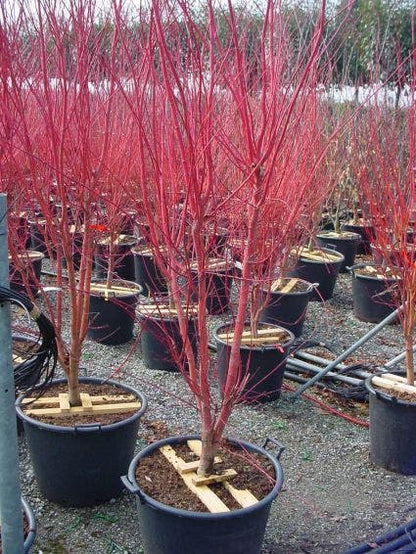 Japanse Esdoorn (Acer Palmatum 'Sangokaku')